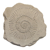 Ammonite Stepstone