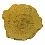 Ammonite Stepstone