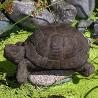 Box Turtle