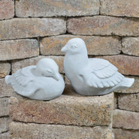 Dove Pair