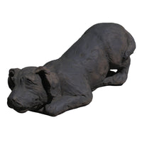 Pouncing Puppy