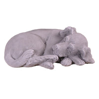 Sleeping Curled Puppy