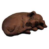 Sleeping Curled Puppy