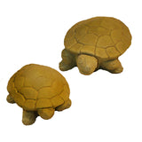 Turtle Pair