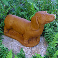 Dachshund