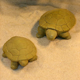 Turtle Pair